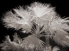 Palms in the Wind